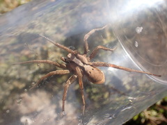 Alopecosa inquilina
