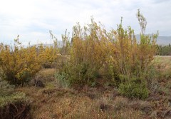 Leucadendron corymbosum
