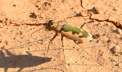 Austrocicindela