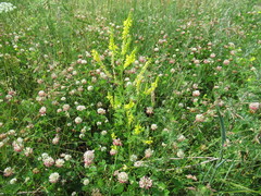 Melilotus suaveolens