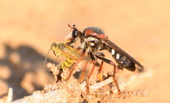 Stiphrolamyra bipunctata