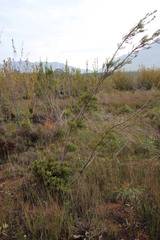 Leucadendron corymbosum