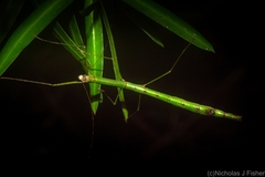 Candovia strumosa