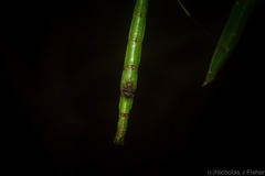 Candovia strumosa