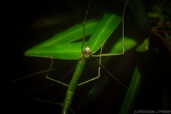 Candovia strumosa