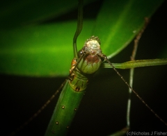 Candovia strumosa