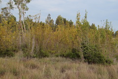 Leucadendron corymbosum