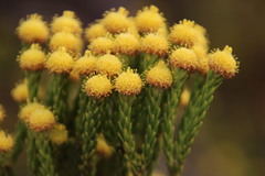 Leucadendron corymbosum