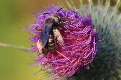 Heliomelissodes