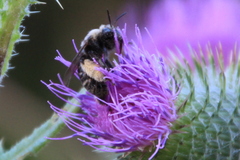 Heliomelissodes