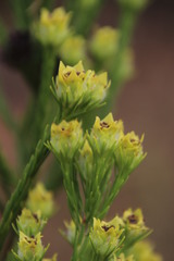 Leucadendron corymbosum