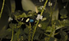 Heliconius sara thamar