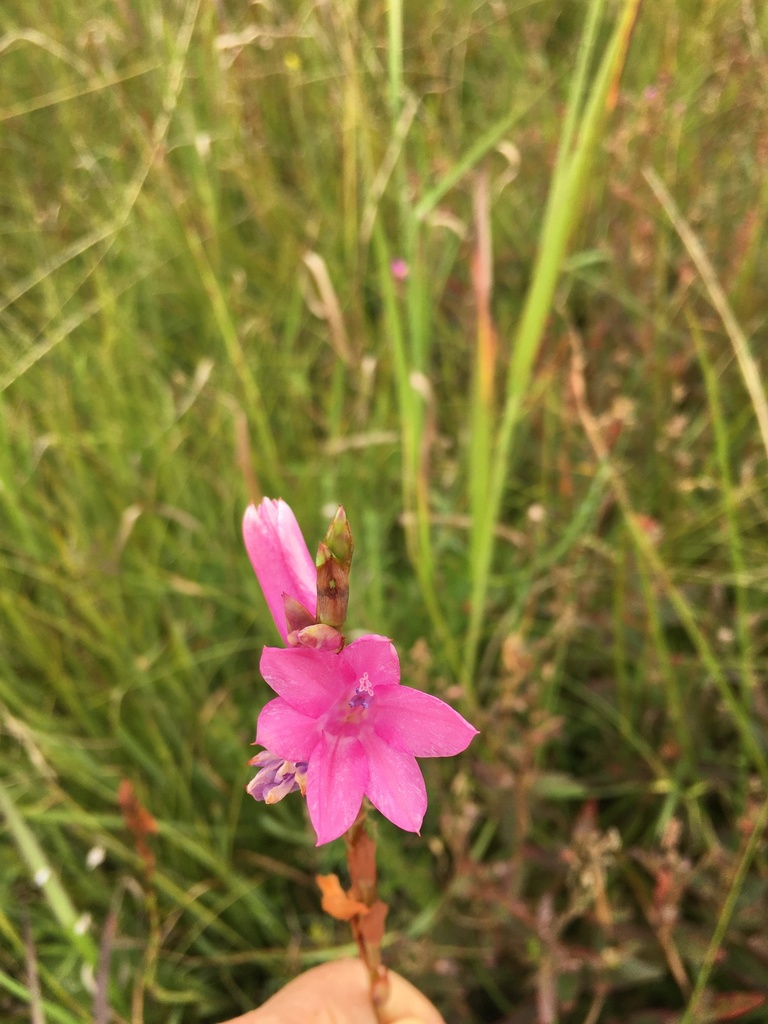 Watsonia vicschuettei