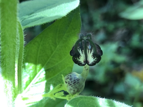 Ceropegia meyeri-johannis