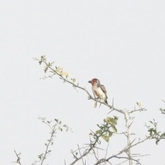 Lybius vieilloti