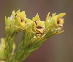 Leucadendron corymbosum