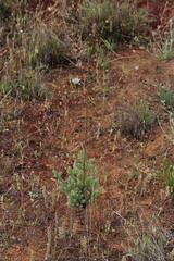Leucadendron corymbosum