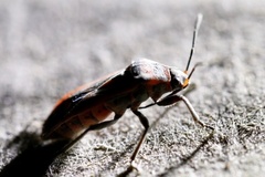 Graptostethus septus