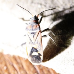 Graptostethus septus