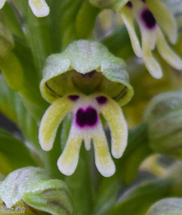 Orchis galilaea