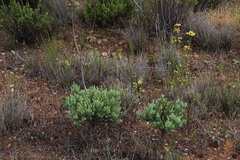 Leucadendron corymbosum