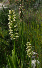 Orchis galilaea