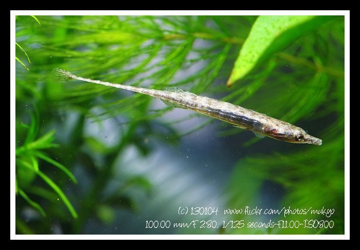 Armored Sticklebacks