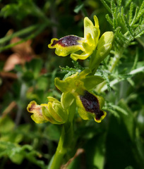 Ophrys lutea galilaea