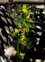 Ophrys lutea galilaea