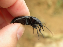 Carabus hemprichi hemprichi