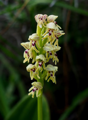 Orchis galilaea