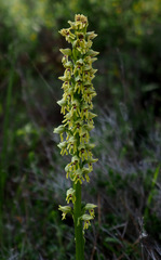 Orchis galilaea