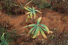 Ammocharis longifolia