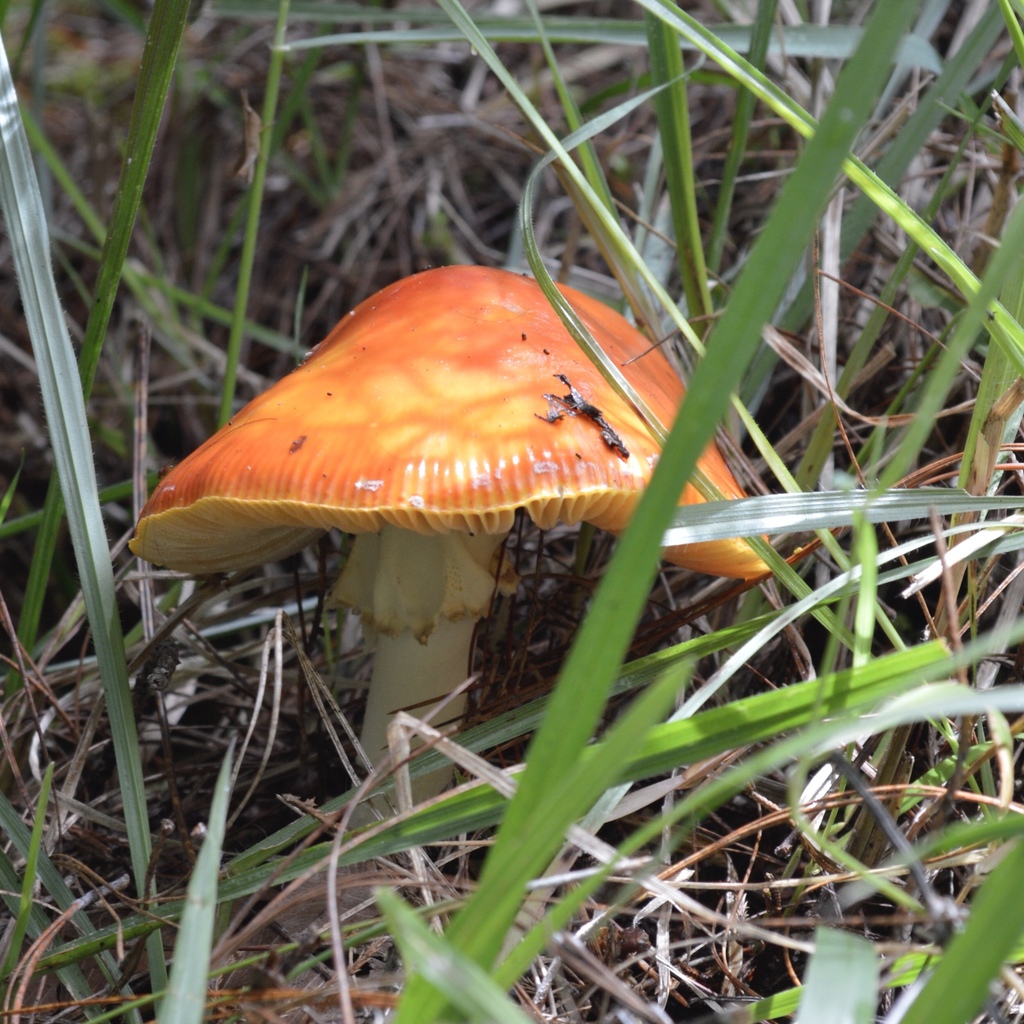 Amanita muscaria flavivolvata · October 2014 · photo: © manalejo (iNaturalist, cc-by-nc)