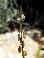 Polygala monspeliaca