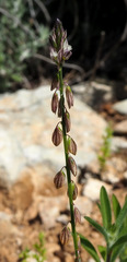 Polygala monspeliaca