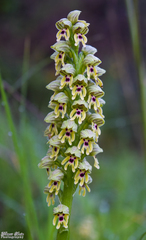 Orchis galilaea