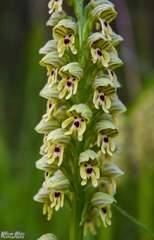 Orchis galilaea