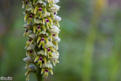 Orchis galilaea