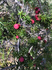 Leptecophylla oxycedrus