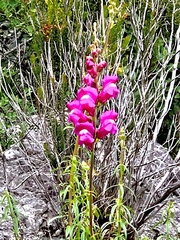 Antirrhinum tortuosum