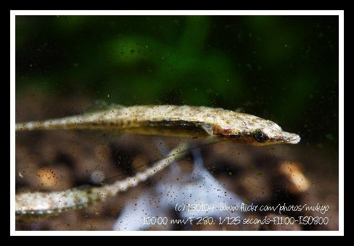 Armored Sticklebacks