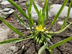 Limnocharis laforestii