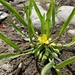 Limnocharis laforestii - Photo (c) Jossué González, some rights reserved (CC BY-NC), uploaded by Jossué González