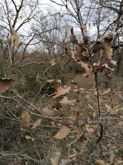 Quercus × cerrioides