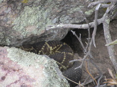 Crotalus molossus nigrescens