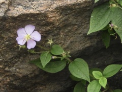 Chaetogastra paratropica