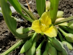 Limnocharis laforestii