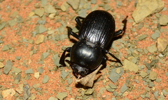 Parastizopus