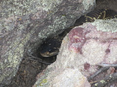Crotalus molossus nigrescens